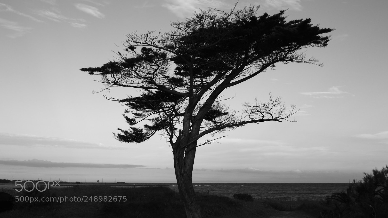 Canon EOS 700D (EOS Rebel T5i / EOS Kiss X7i) sample photo. Árbol photography