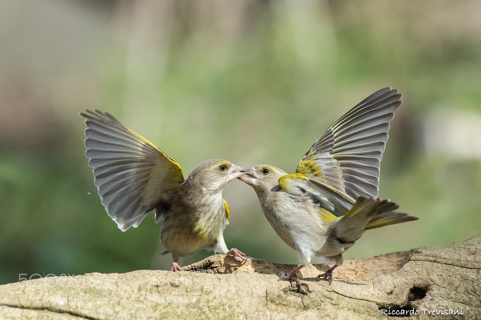 Nikon D4 sample photo. The battle photography