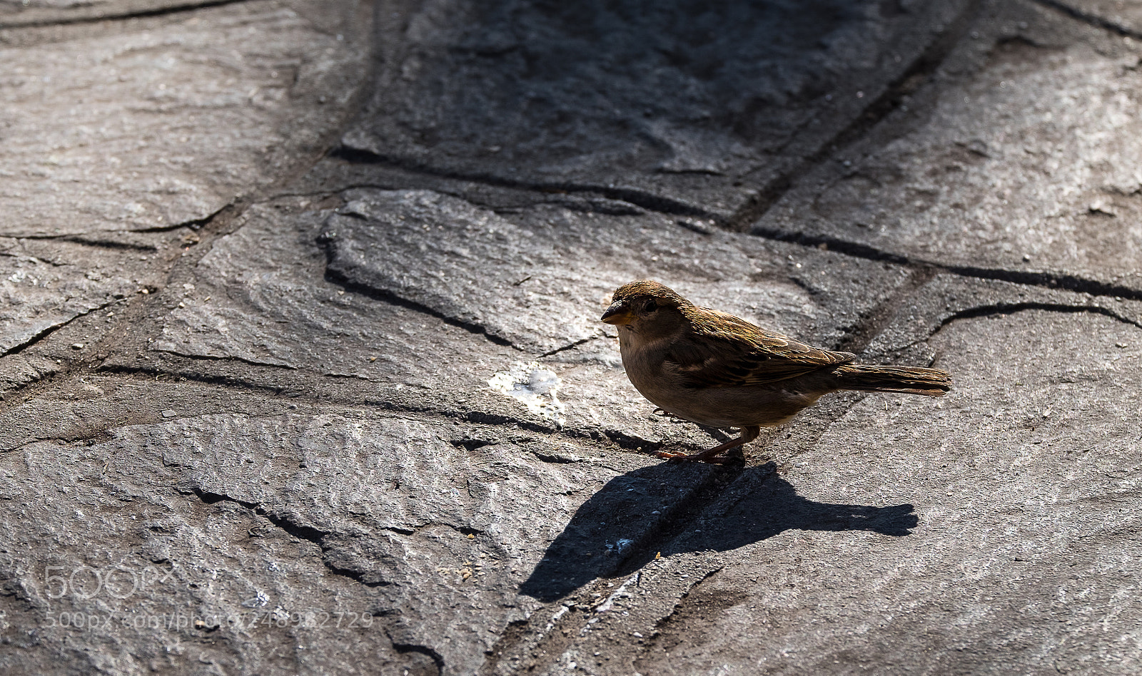 Fujifilm X-T10 sample photo. ... passerotto ... photography