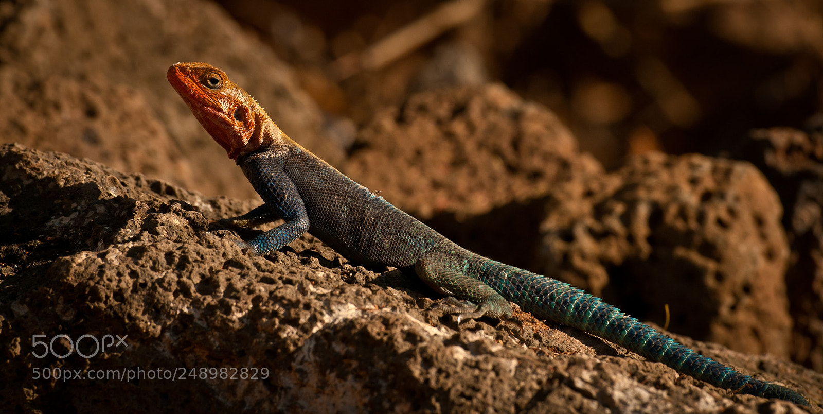 Nikon D300 sample photo. Agama lizard photography