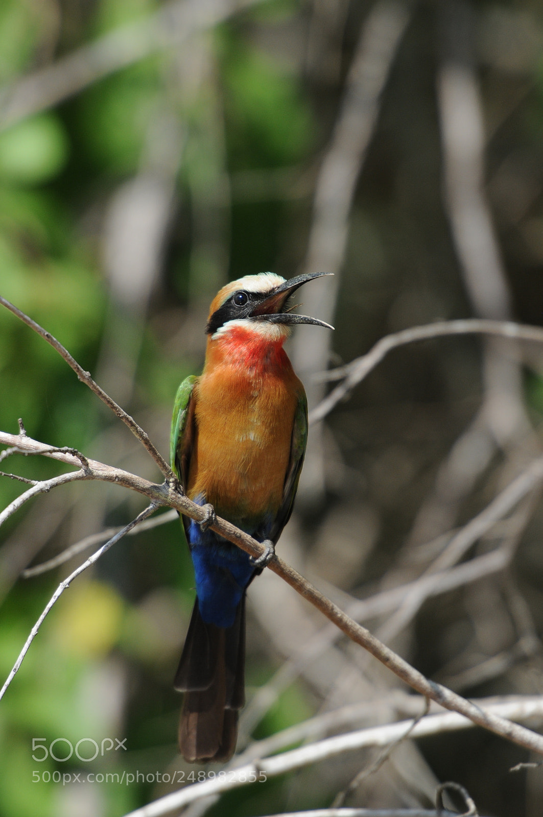 Nikon D300 sample photo. Bee eater, tanzania photography