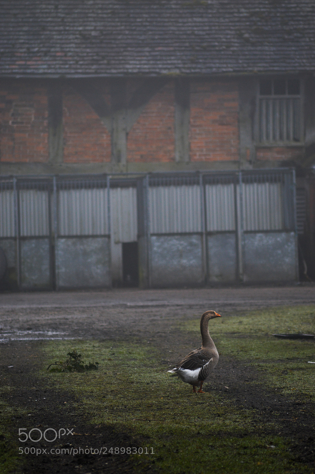 Nikon D3200 sample photo. Farmyard goose at middleton photography