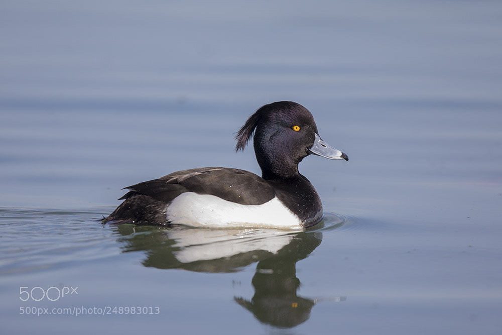 Canon EOS 5D Mark IV sample photo. Plobsheim photography