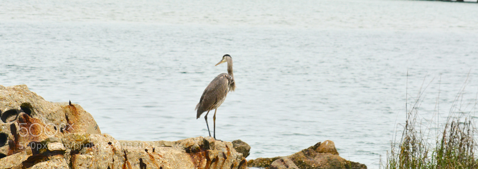 Nikon D7100 sample photo. All alone photography