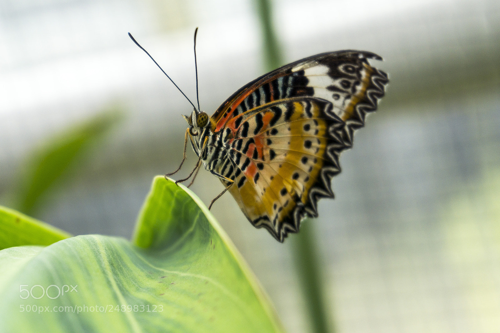 Sony a6000 sample photo. Cethosia sp. photography