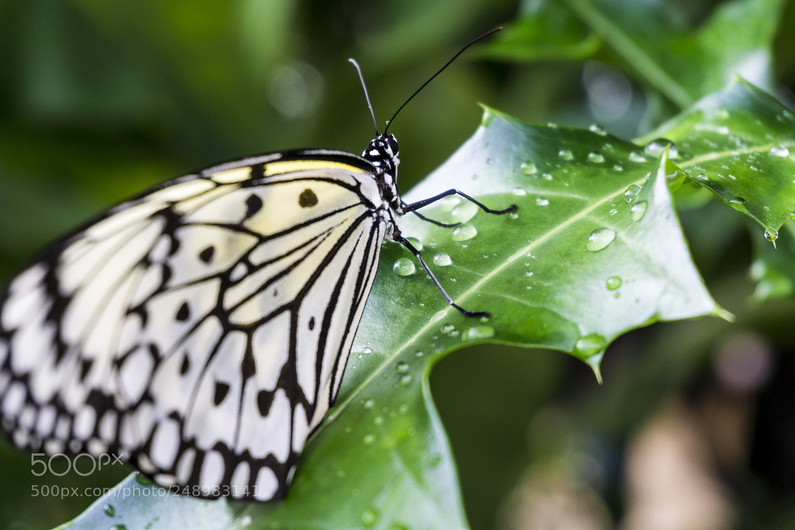 Sony a6000 sample photo. Idea leuconoe - wei photography