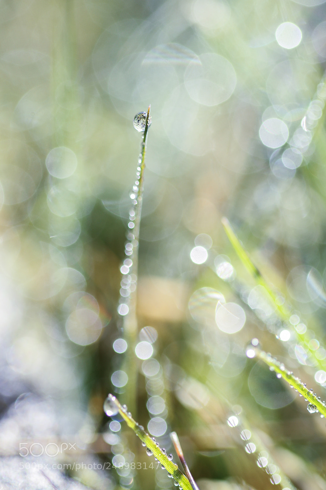 Canon EOS 60D sample photo. Bokeh photography