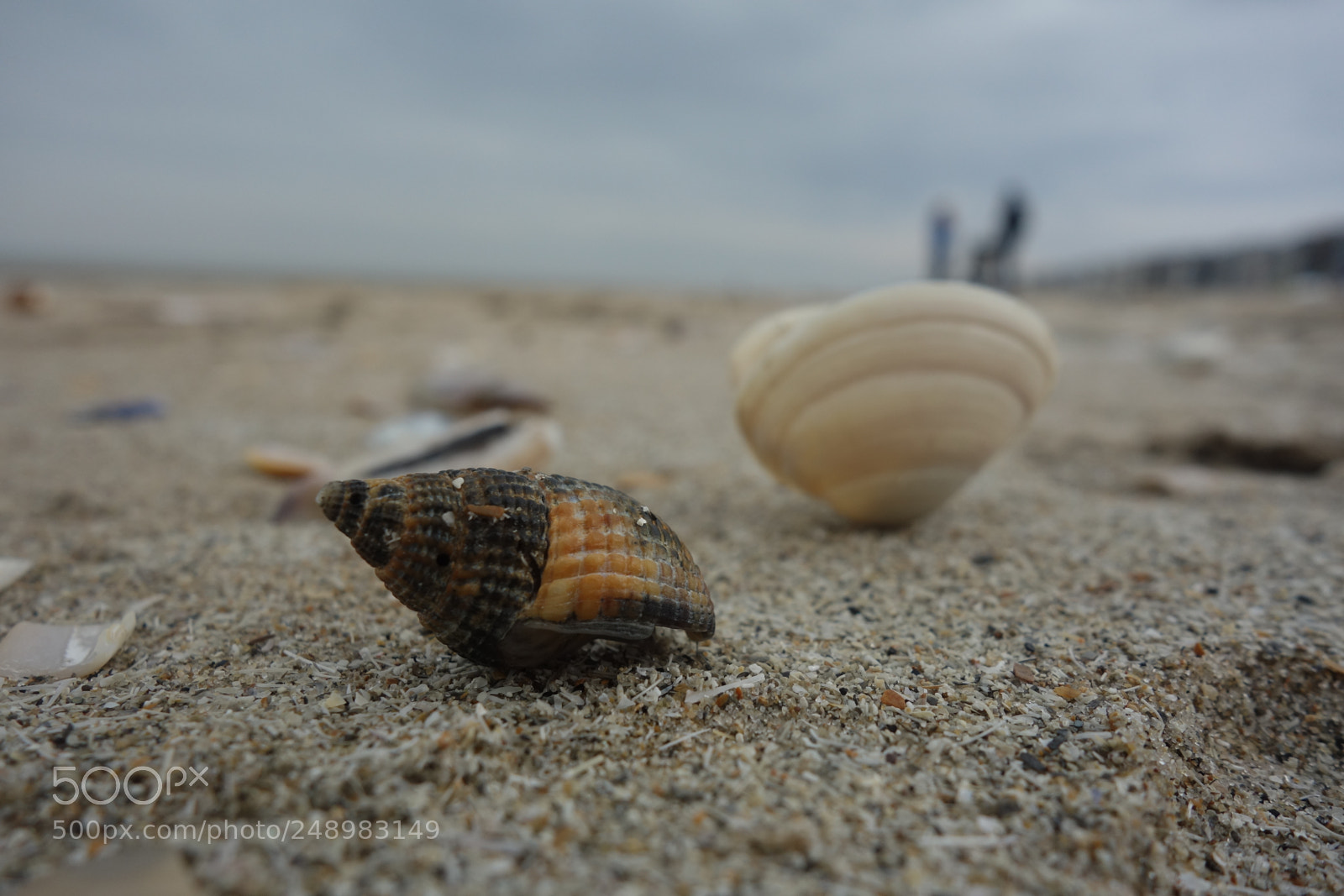 Sony Cyber-shot DSC-RX100 sample photo. Shells #2 photography