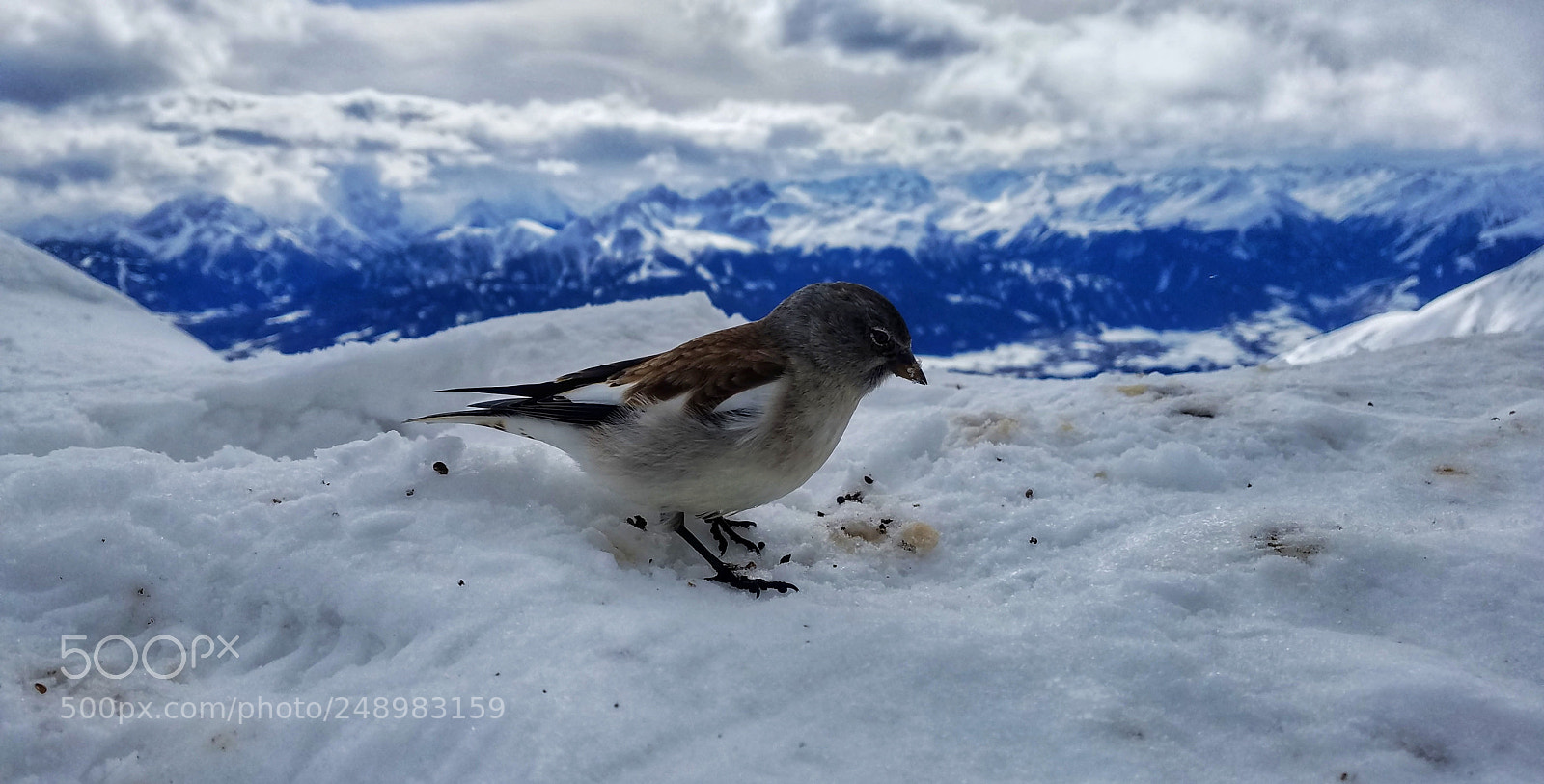 Samsung Galaxy S7 Edge sample photo. Sparrow in alps photography