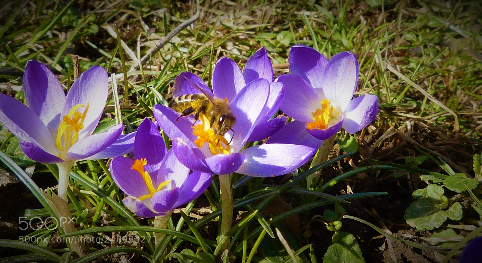 Panasonic Lumix DMC-FZ150 sample photo. Spring has sprung photography