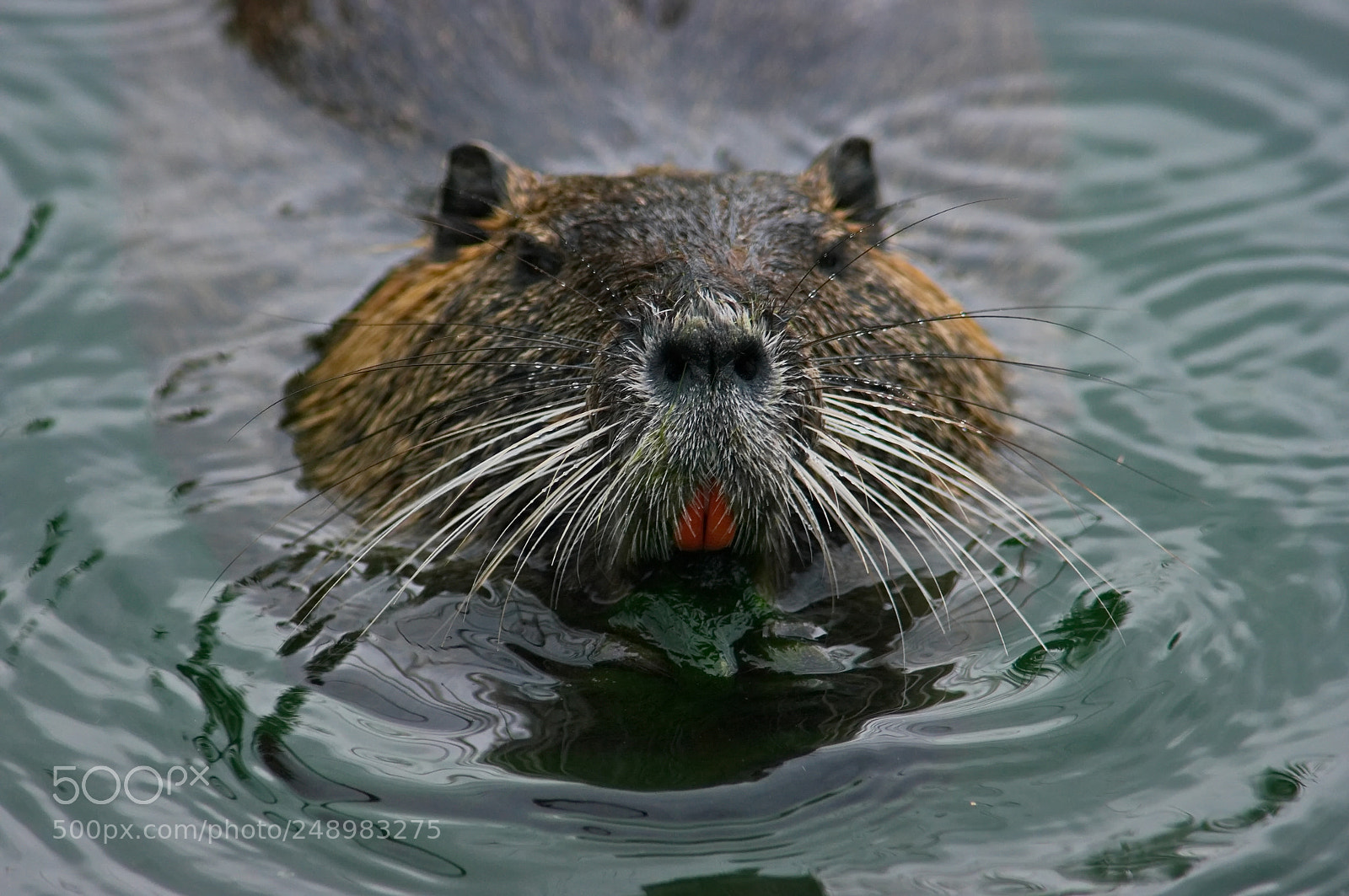 Pentax K20D sample photo. Nutria 6 photography