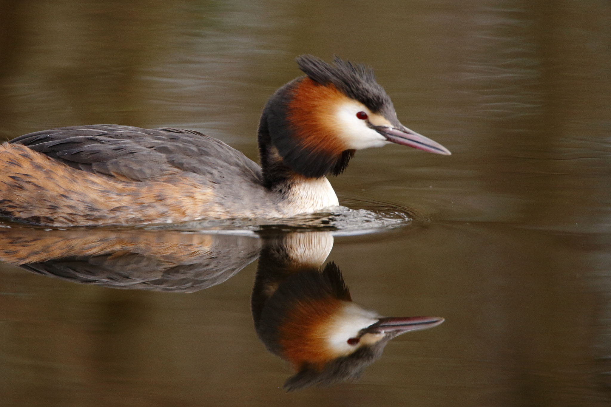 Tamron SP 150-600mm F5-6.3 Di VC USD sample photo. Brown photography