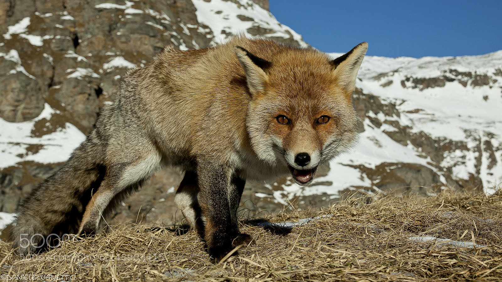 Canon EOS 50D sample photo. Volpe - fox photography