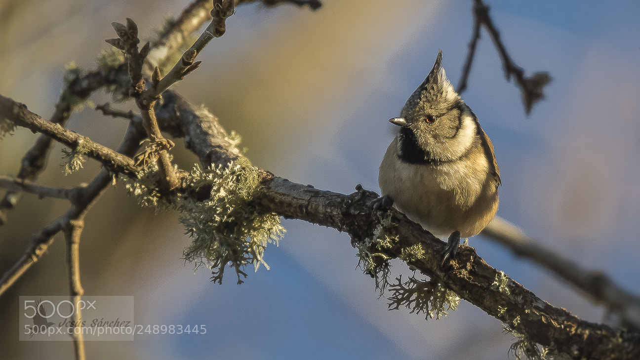 Canon EOS 7D Mark II sample photo. Herrerillo capuchino (lophophanes cristatus) photography