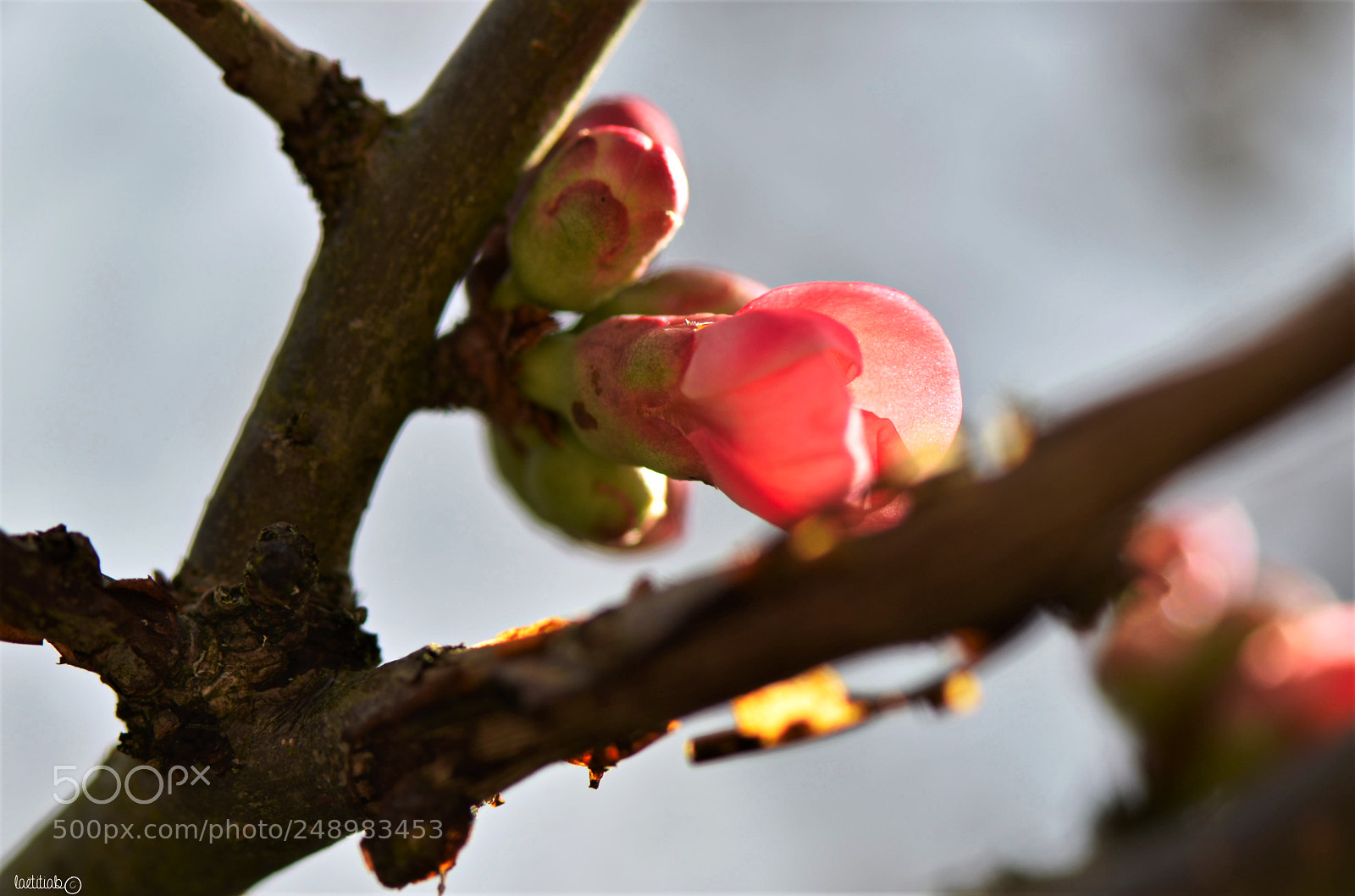 Nikon D7000 sample photo. Little slice of hope photography