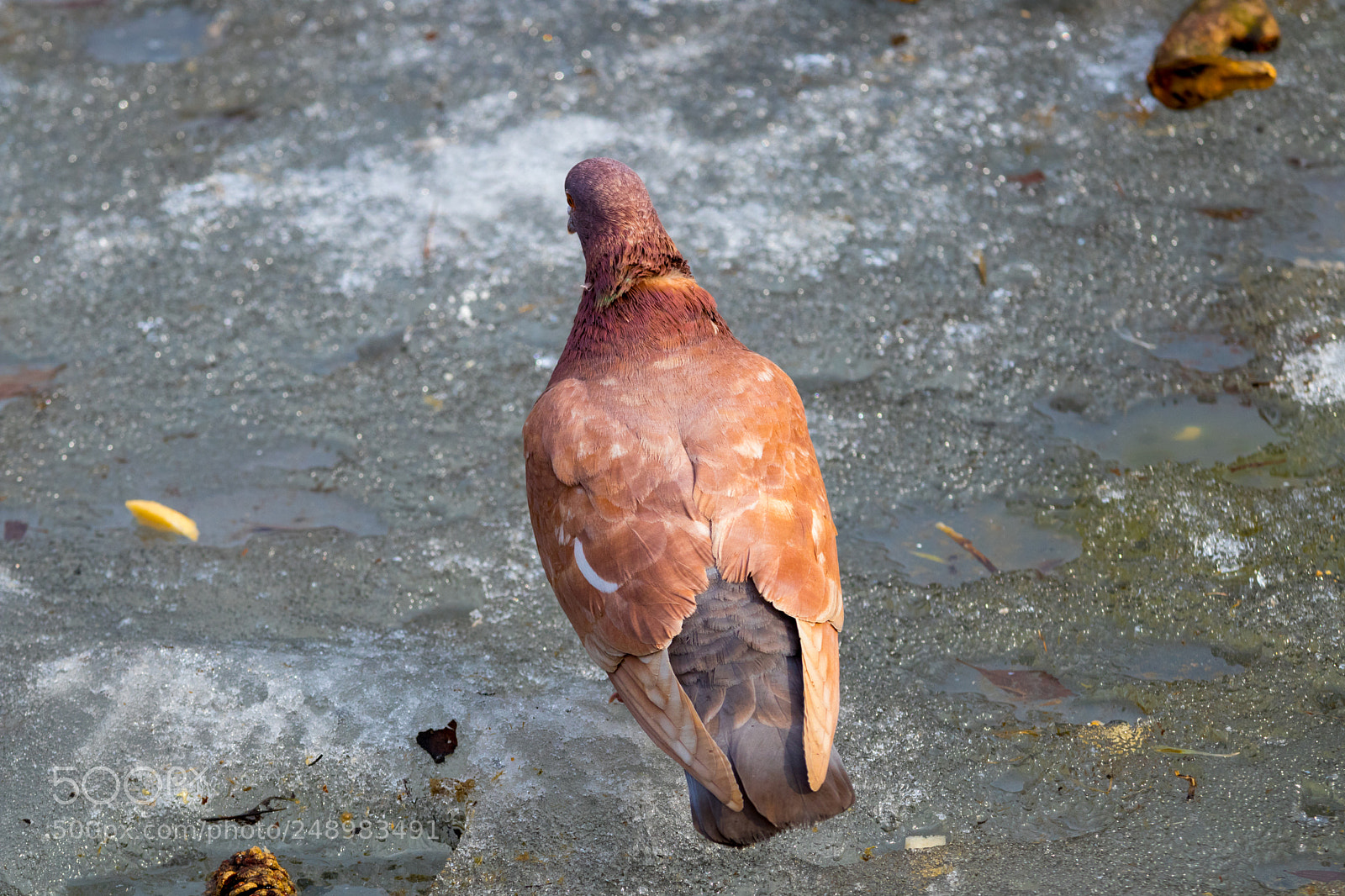 Canon EOS 80D sample photo. Red pigeon photography