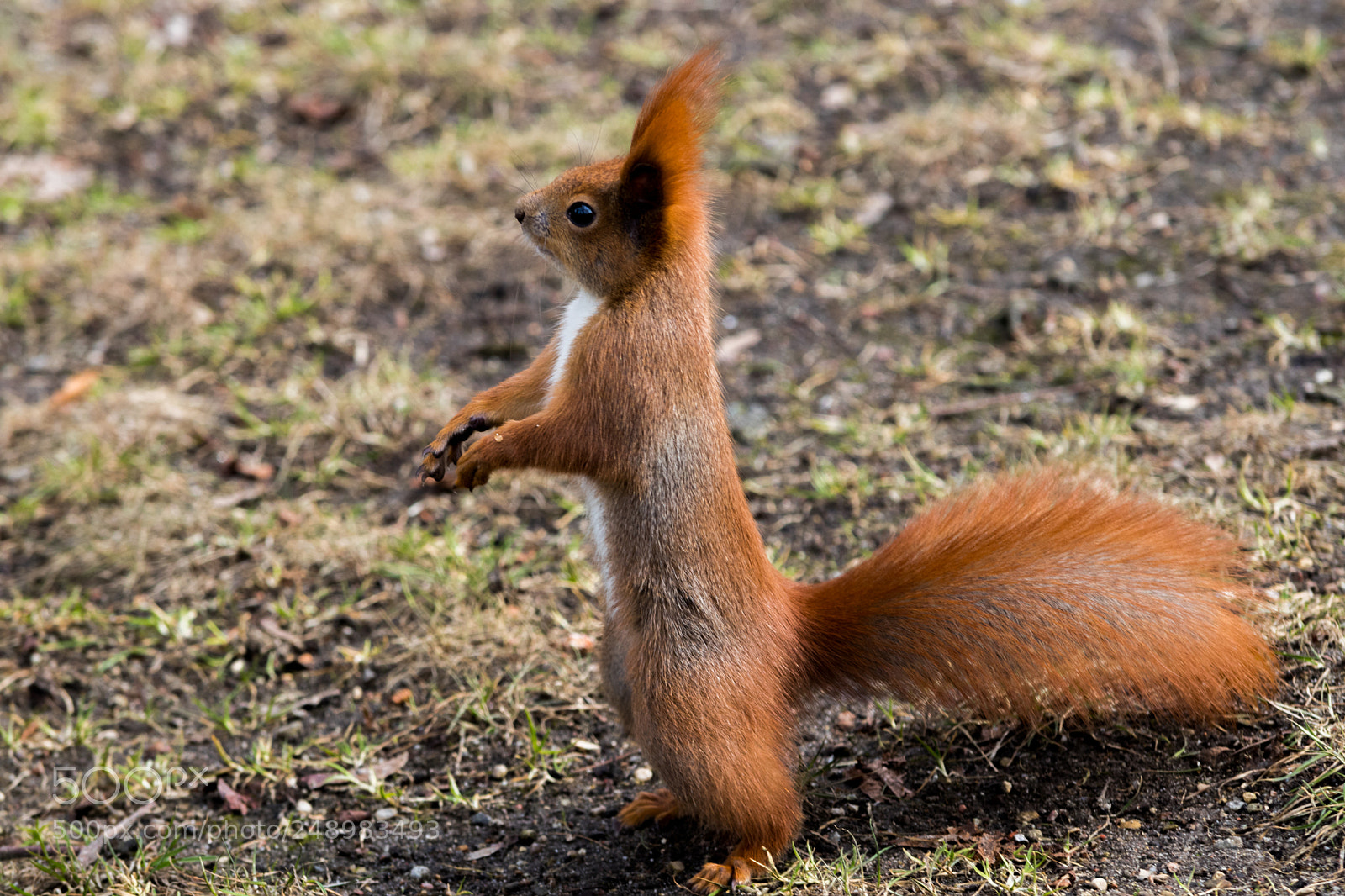 Canon EOS 80D sample photo. Watchful squirrel photography