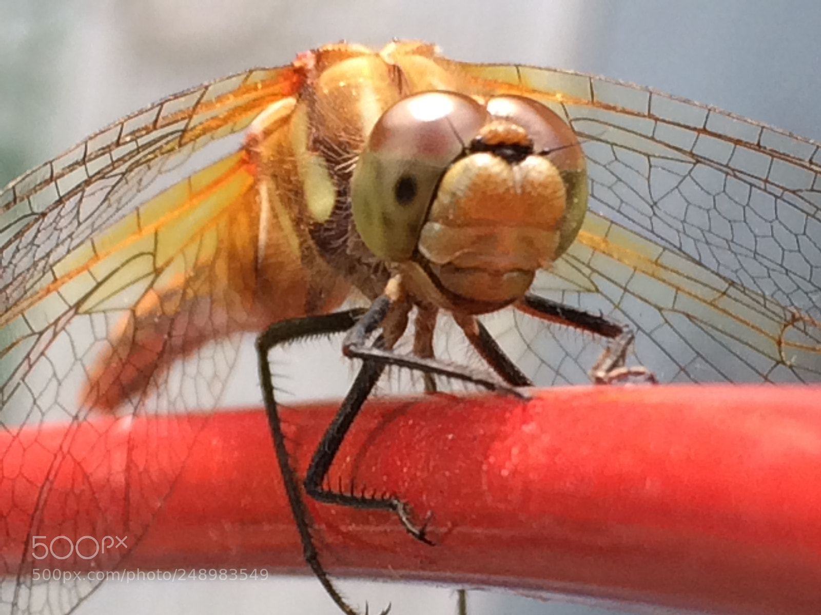 Apple iPhone 5s sample photo. I was lucky enough photography
