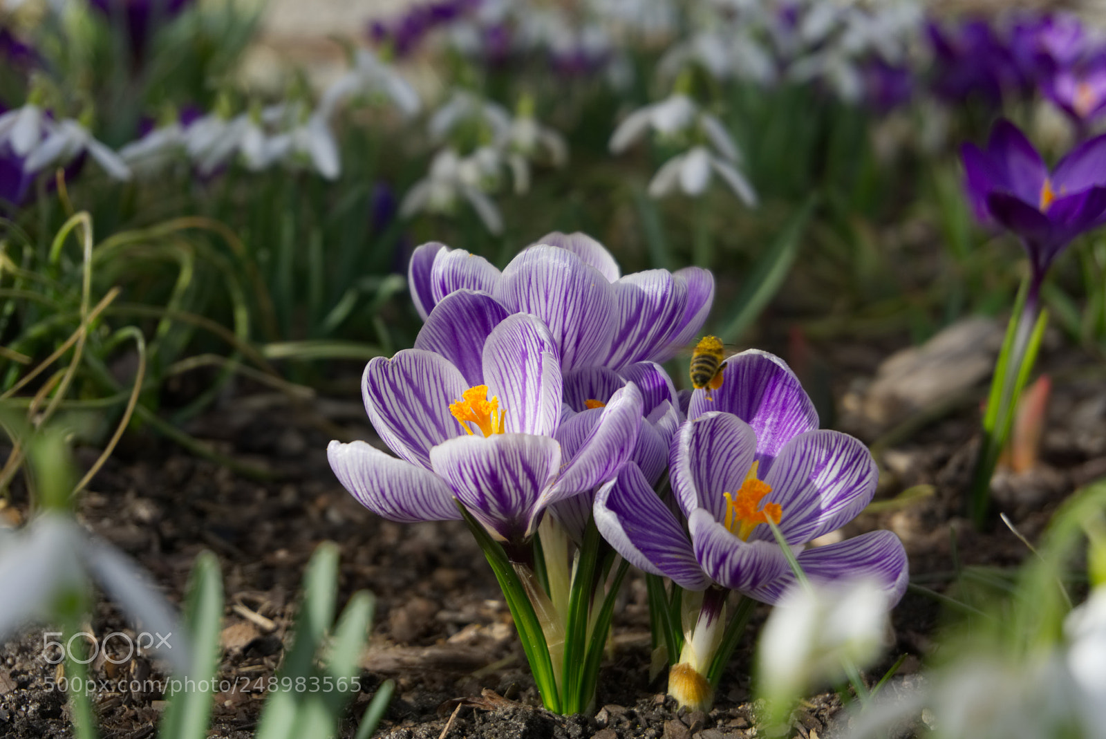 Sony a6000 sample photo. Crocuses with a bee photography
