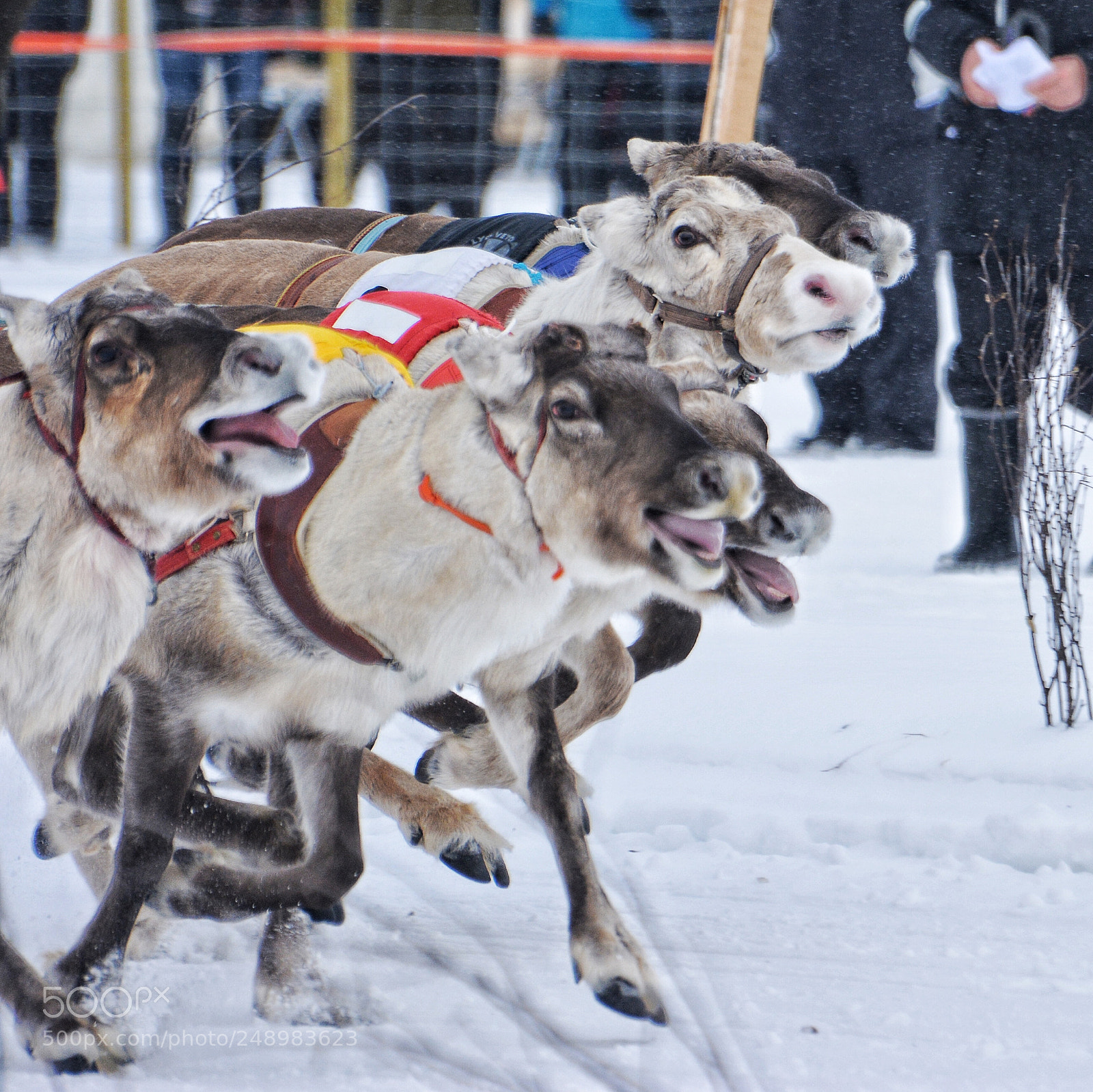Nikon D5200 sample photo. Reindeer race weekend in photography