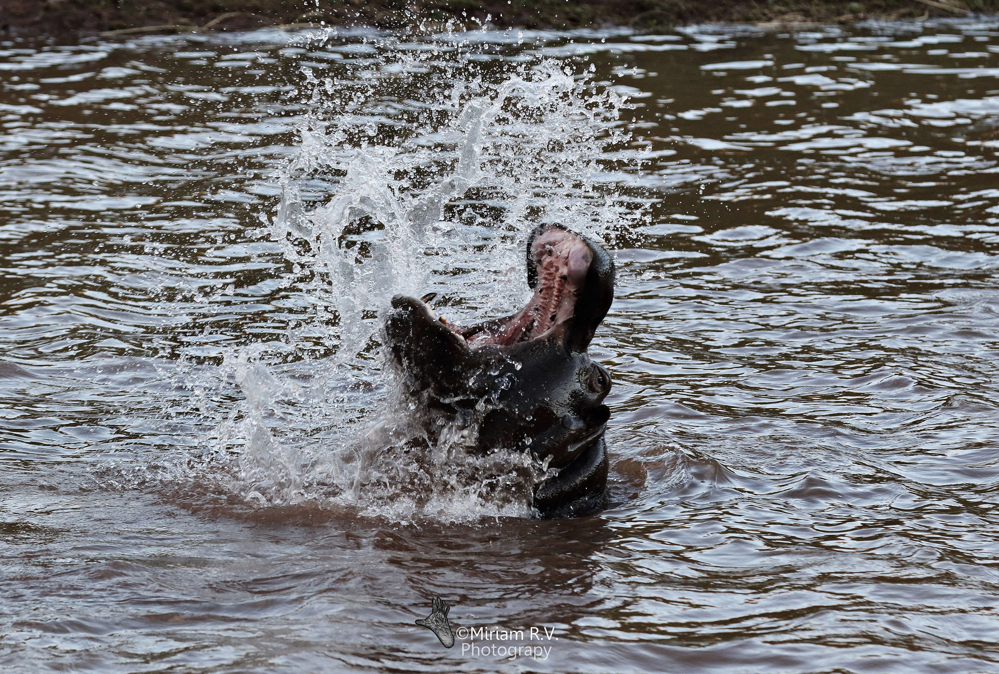Canon EOS 7D Mark II + Canon EF 70-200mm F2.8L IS II USM sample photo. Dances in the water photography
