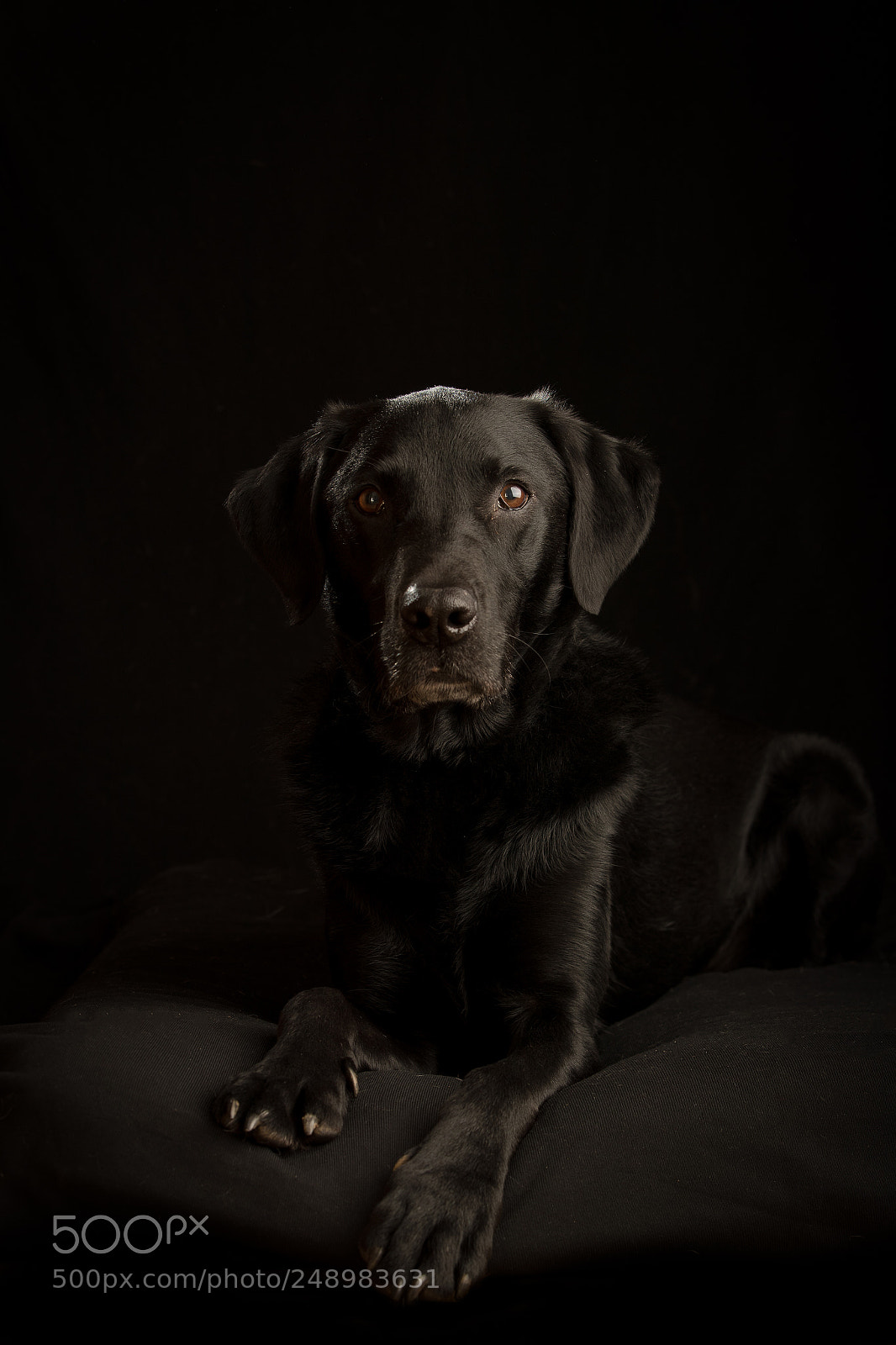 Canon EOS-1D X Mark II sample photo. Dogs in darkness photography