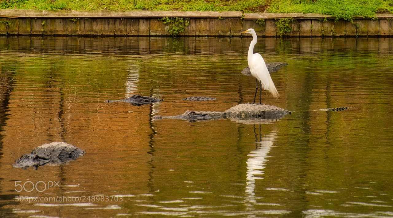 Nikon D500 sample photo. Free ride photography