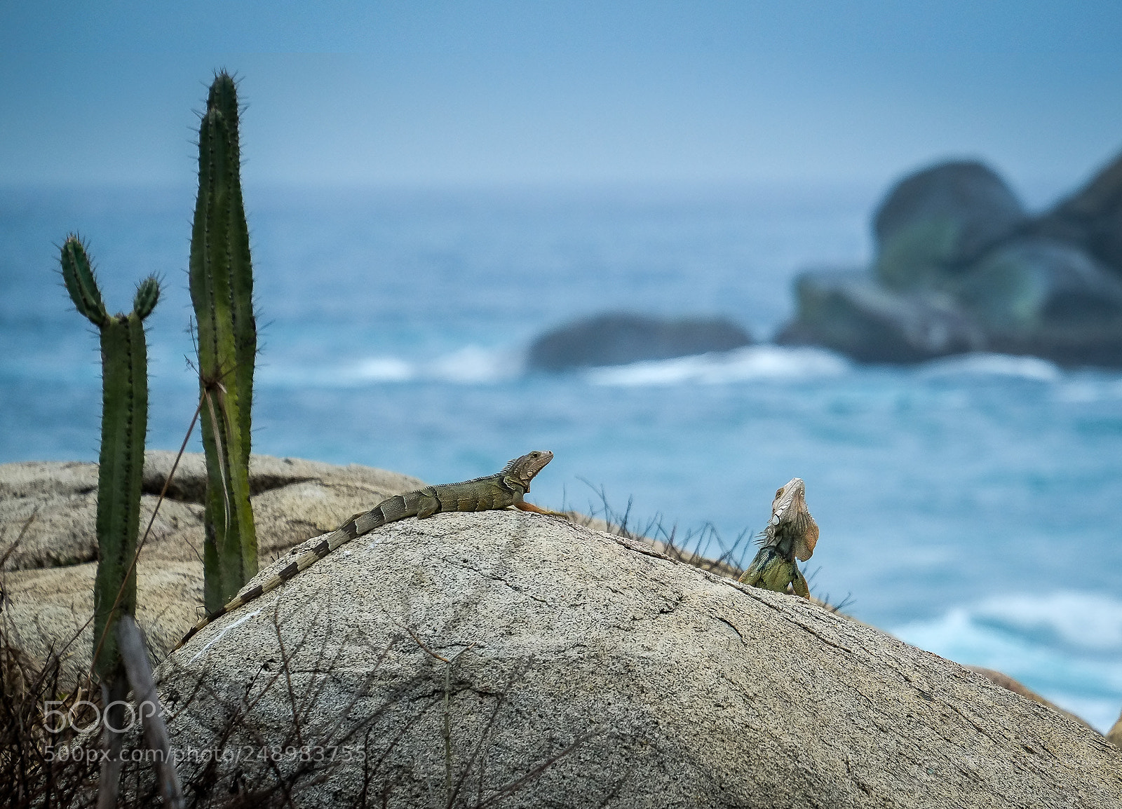 Fujifilm X-E1 sample photo. Iguanas. photography