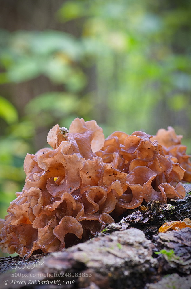 Nikon D7000 sample photo. Leafy brain (tremella foliacea) photography