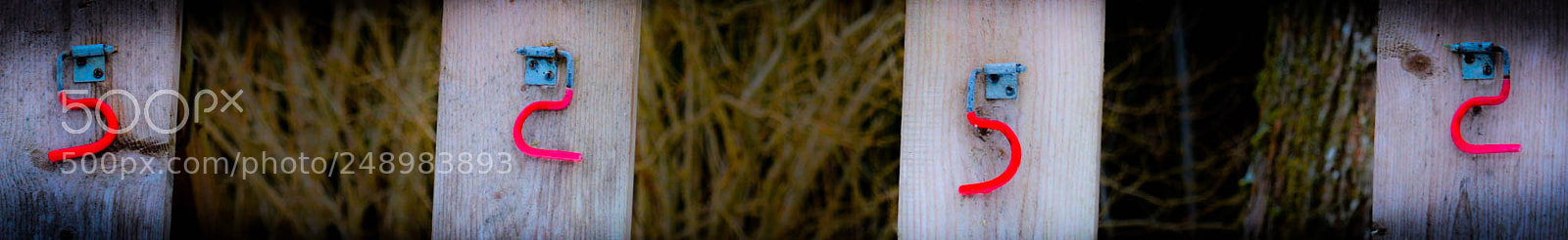 Nikon D5200 sample photo. 5252 photography