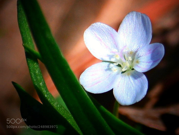 Nikon D3200 sample photo. Wild virginica photography