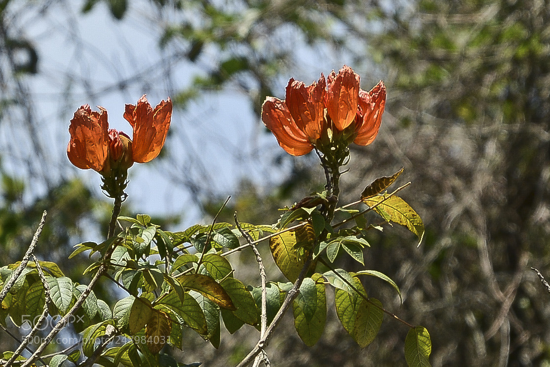 Nikon D7100 sample photo. Vibrante natureza. photography