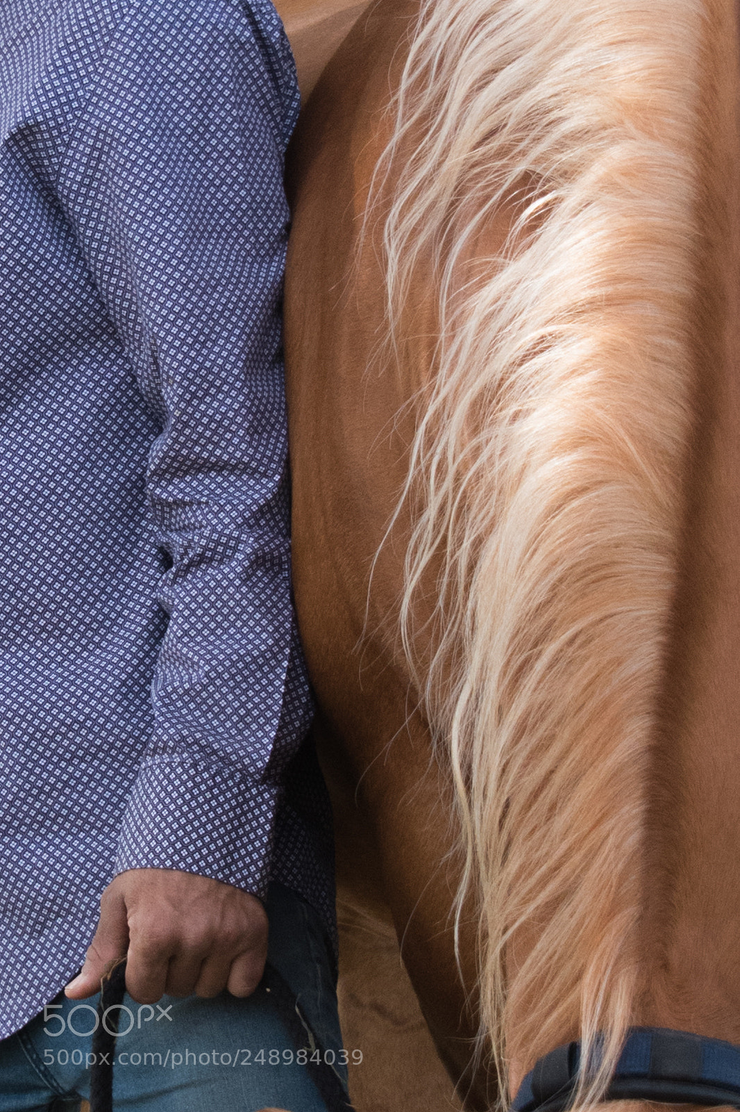 Nikon D5600 sample photo. The horse and his photography