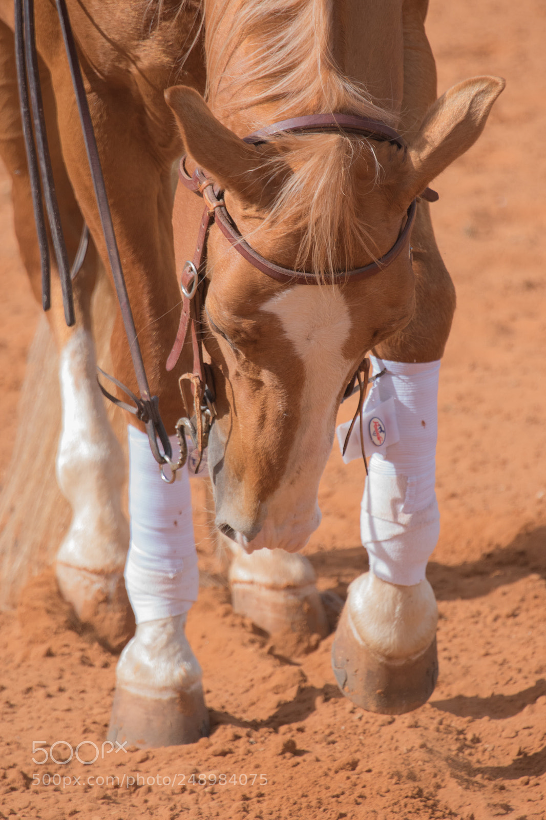 Nikon D5600 sample photo. The horse photography
