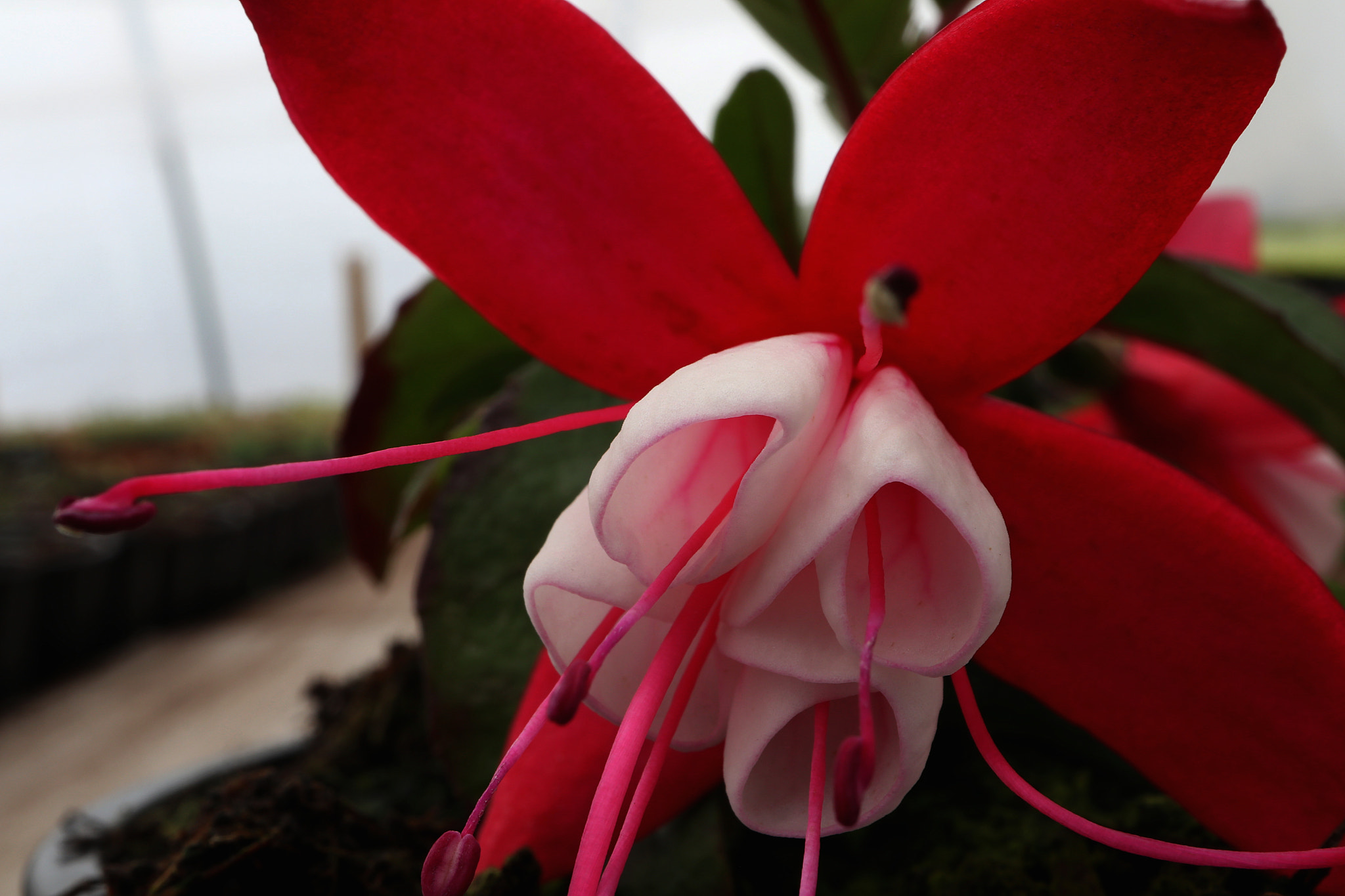 Canon EF-M 28mm F3.5 Macro IS STM sample photo. Fuchsia photography