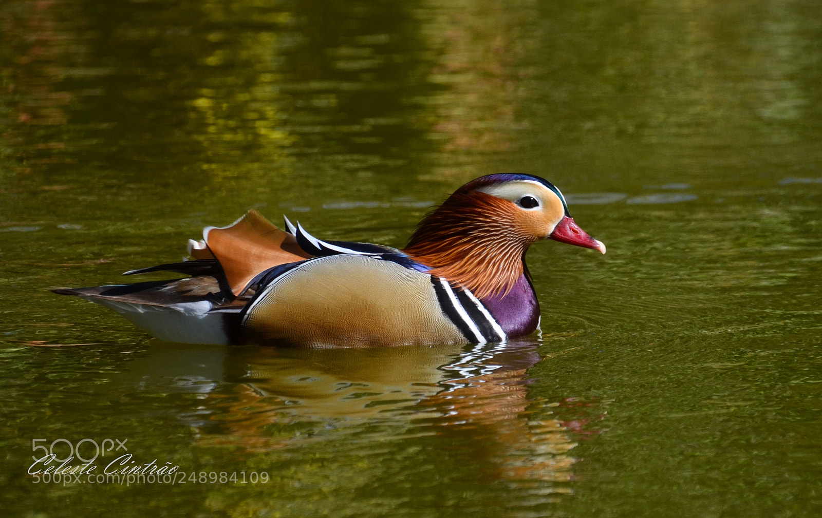 Nikon D5100 sample photo. Pato mandarim. photography