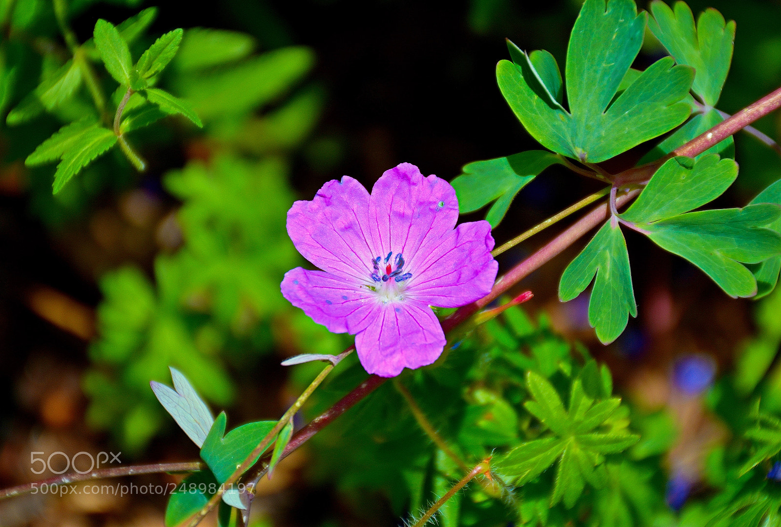 Nikon D7100 sample photo. Meadow cranes bill photography