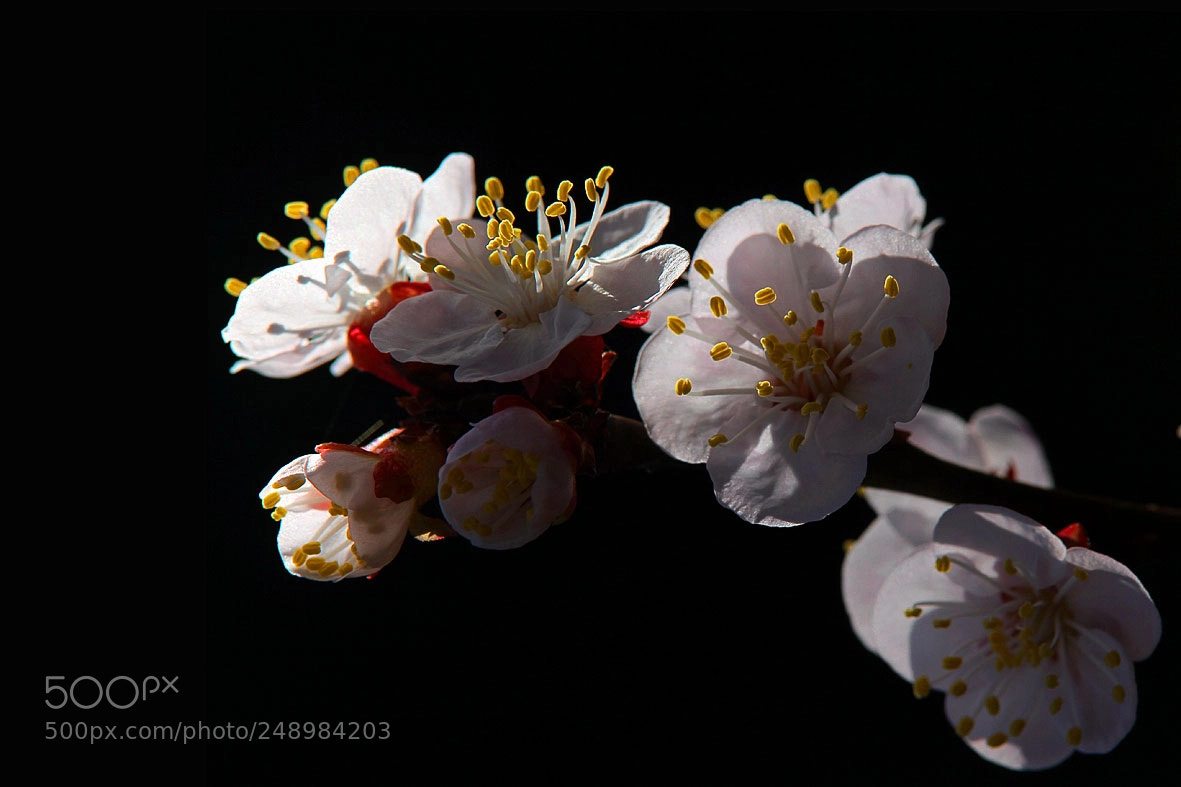 Canon EOS 7D sample photo. Today photography