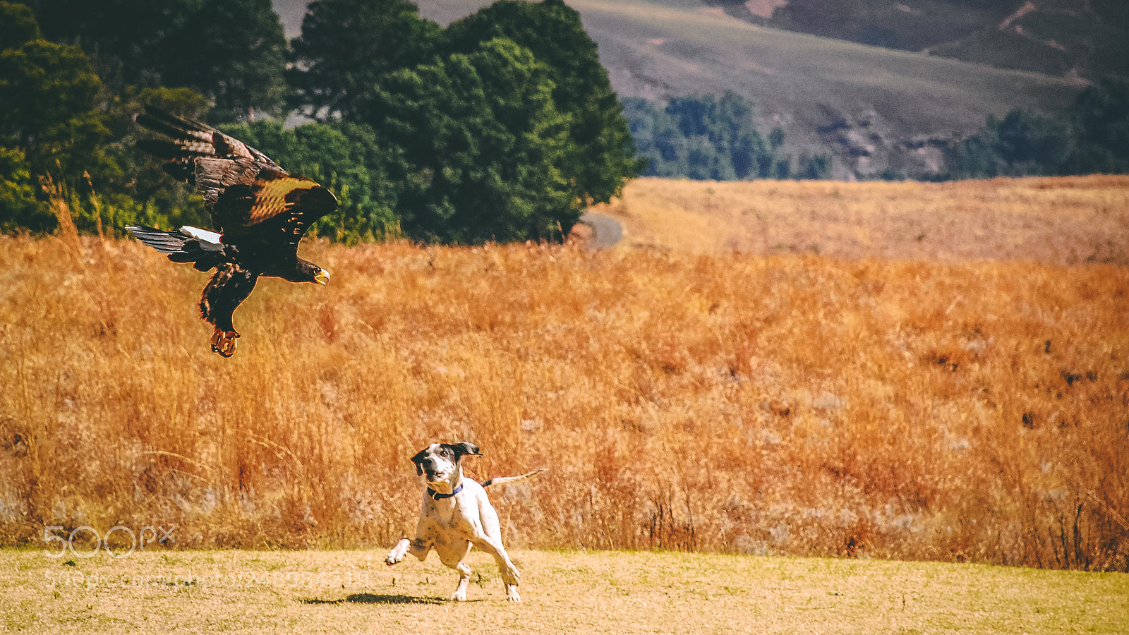Nikon D80 sample photo. Eagle vs dog photography