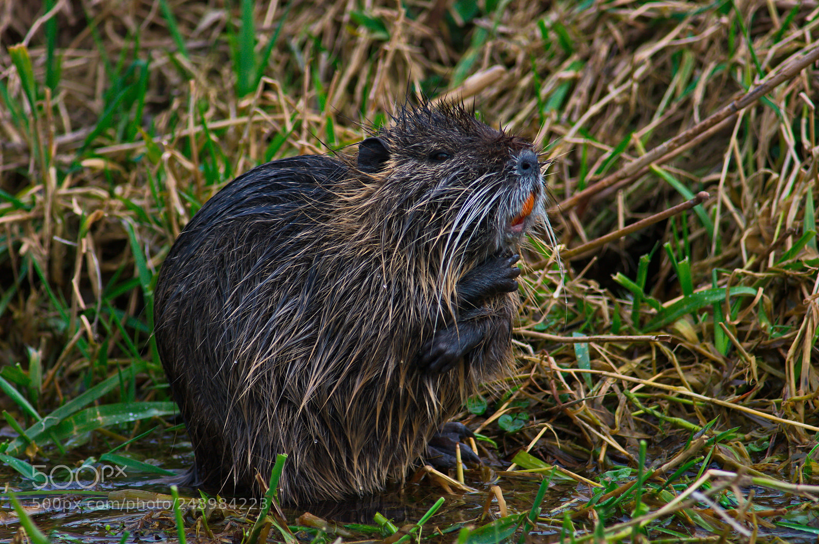 Pentax K20D sample photo. Nutria 7 photography
