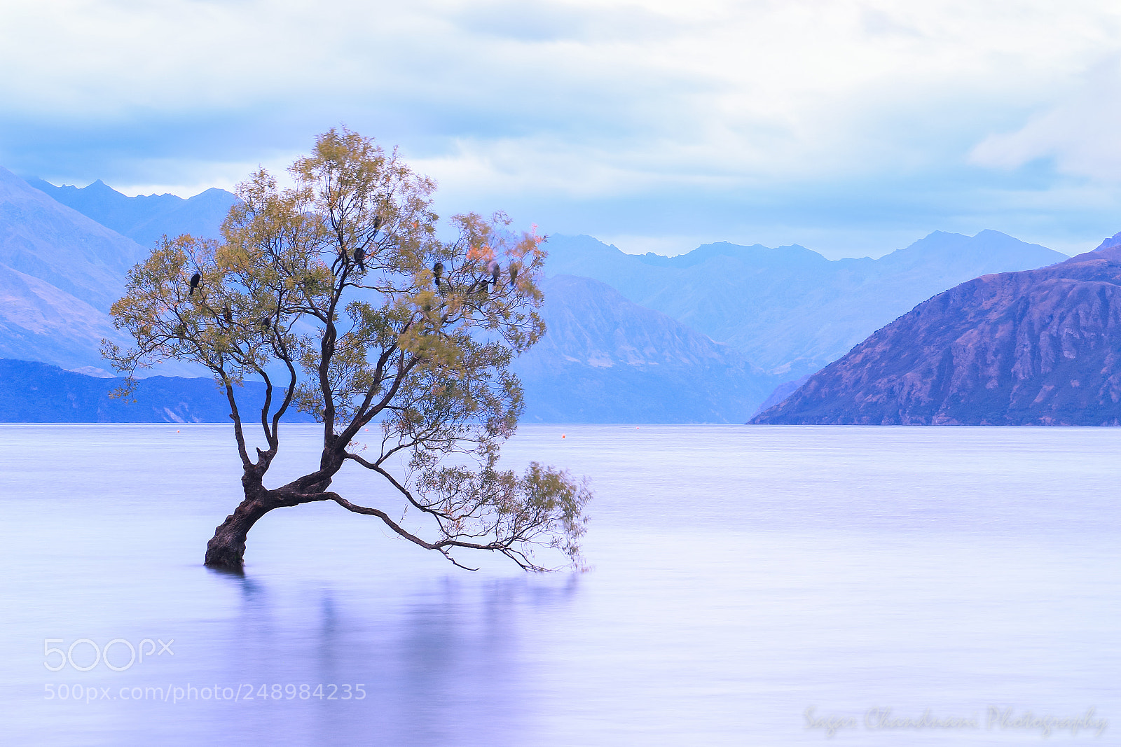 Canon EOS 7D Mark II sample photo. That wanaka tree photography
