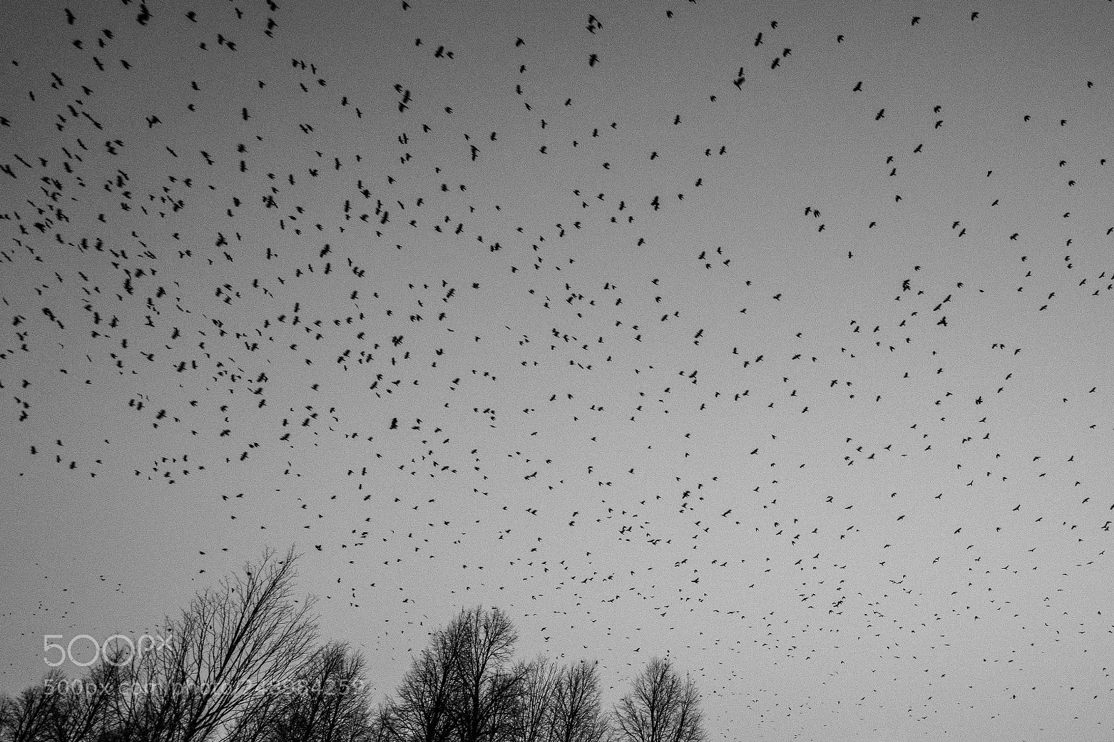 Sony a7R III sample photo. The birds photography