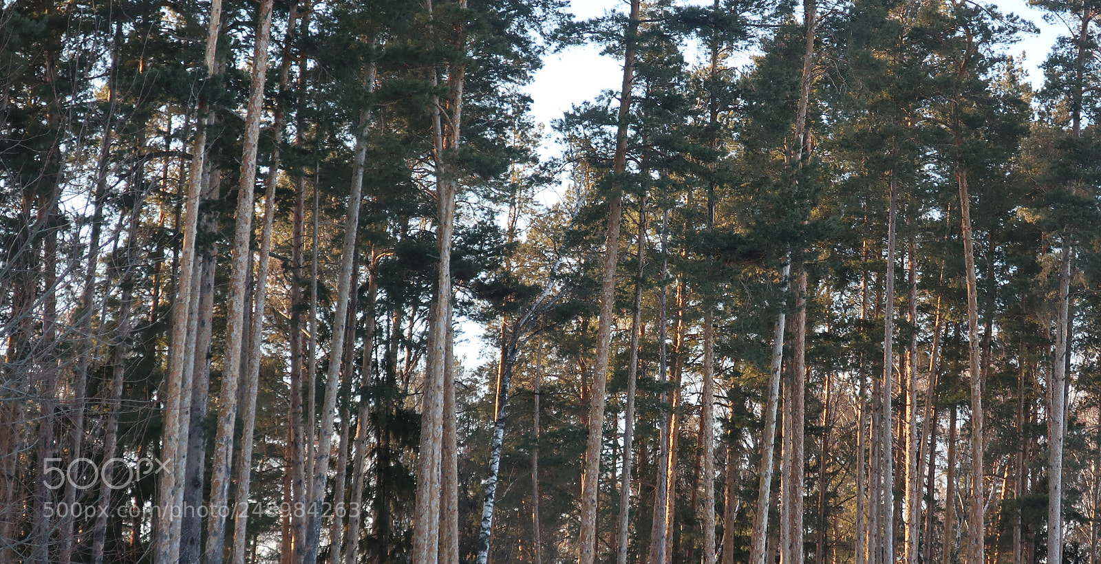 Canon PowerShot G9 X Mark II sample photo. Pine grove photography