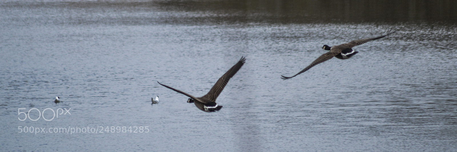 Nikon D3200 sample photo. Canadian geese at kingsbury photography