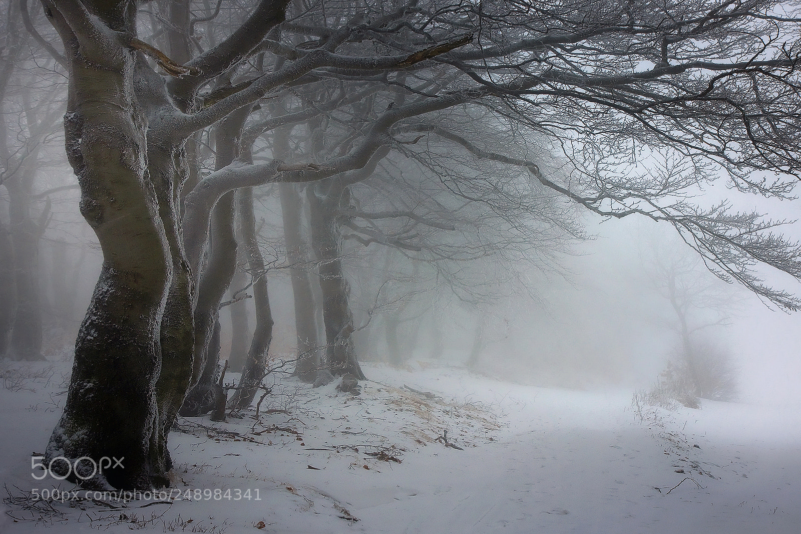 Canon EOS 50D sample photo. ... in frost captivity photography