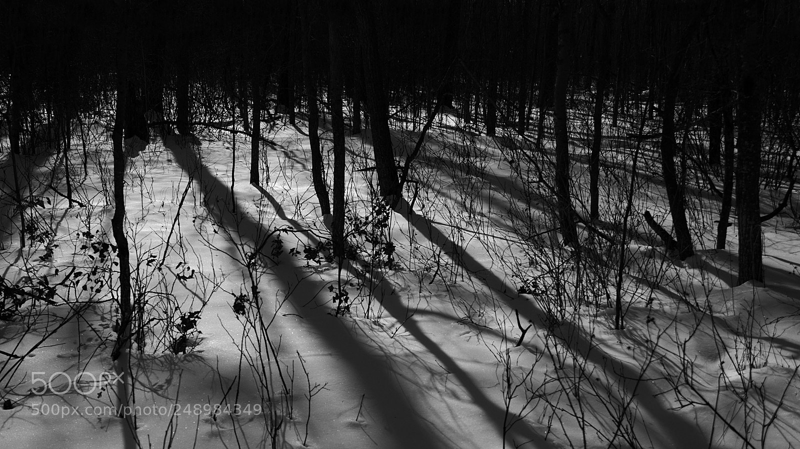 Canon EF-S 18-200mm F3.5-5.6 IS sample photo. Woods in winter photography