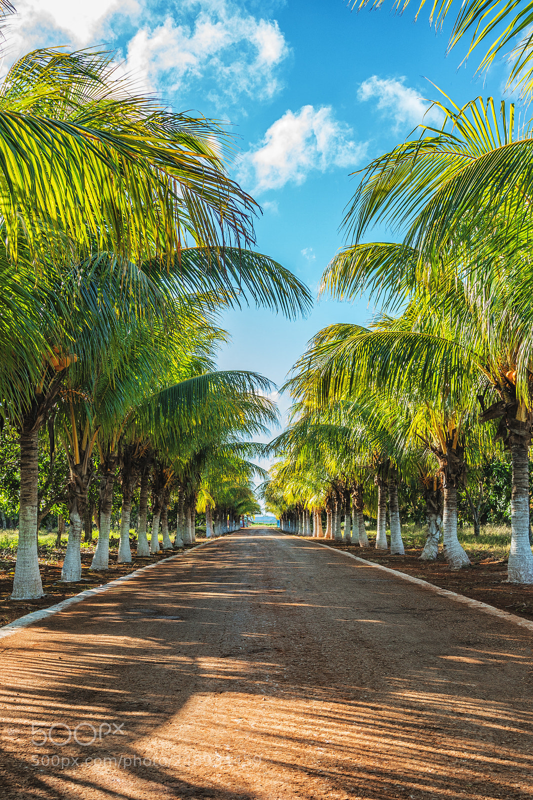 Sony a7R II sample photo. Coconut way photography