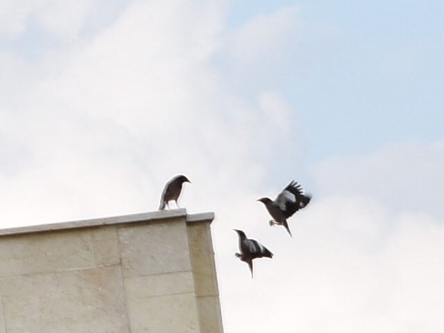 Nikon D3400 sample photo. Birds meeting photography