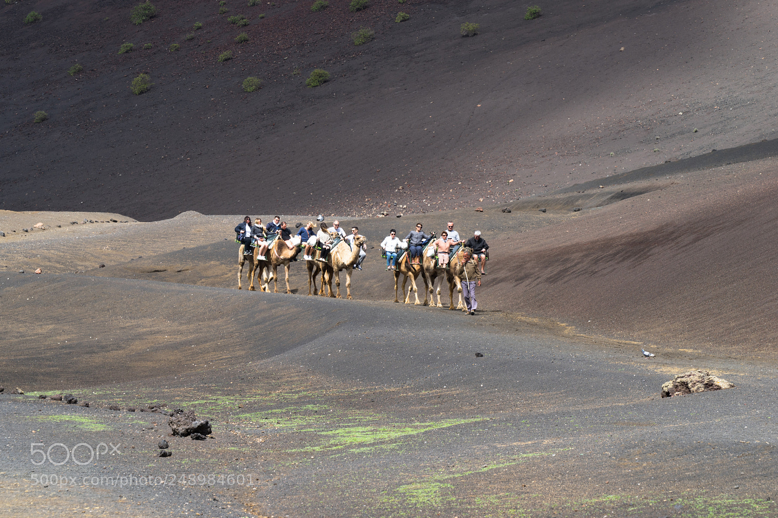 Sony a7 sample photo. Camel tour photography