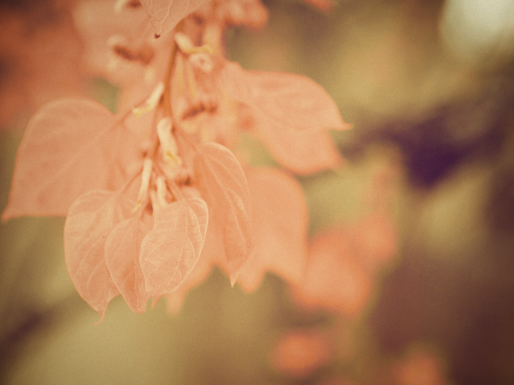 Olympus PEN E-P3 sample photo. Leaves photography